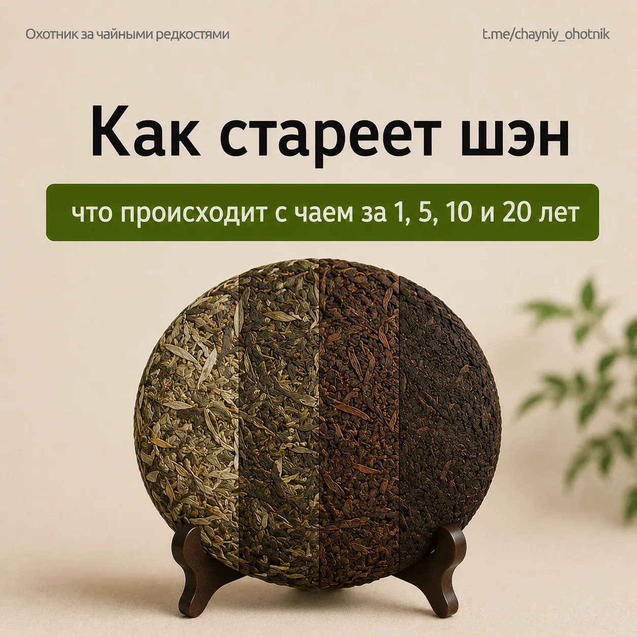 ⏳ Как стареет шэн: что происходит с чаем за 1, 5, 10 и 20 лет

В магазине рядом стоят два блина одно