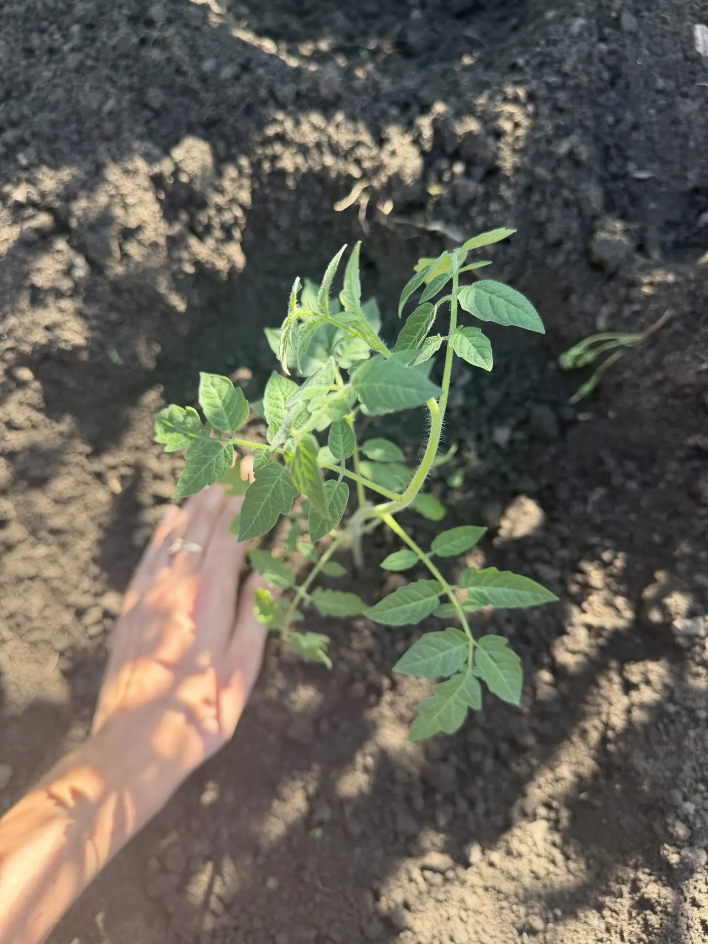 Наконец-то погода радует теплом, пришло время высаживать рассаду 🌿

Что я вношу в лунку при посадке