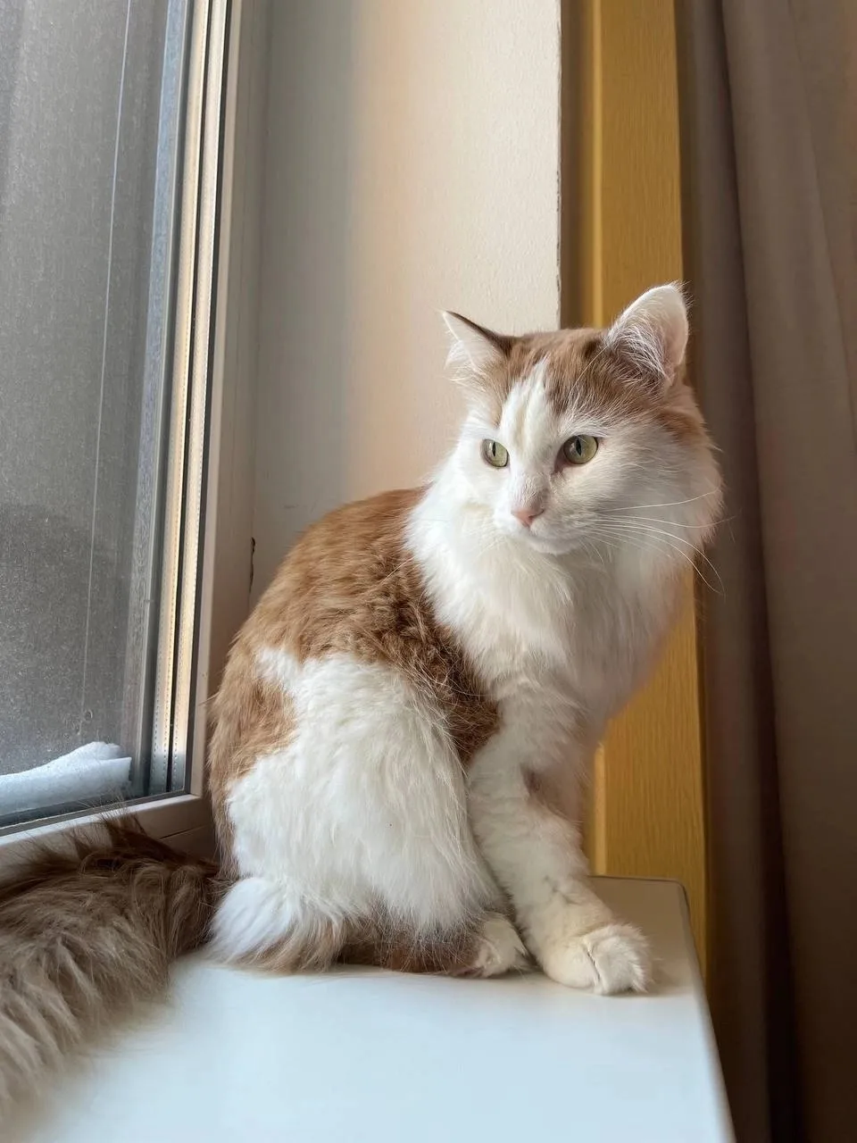 🐈 Клинический случай: Симба и «болезнь грязной обуви»

Сегодня делимся историей трехлетнего котика 