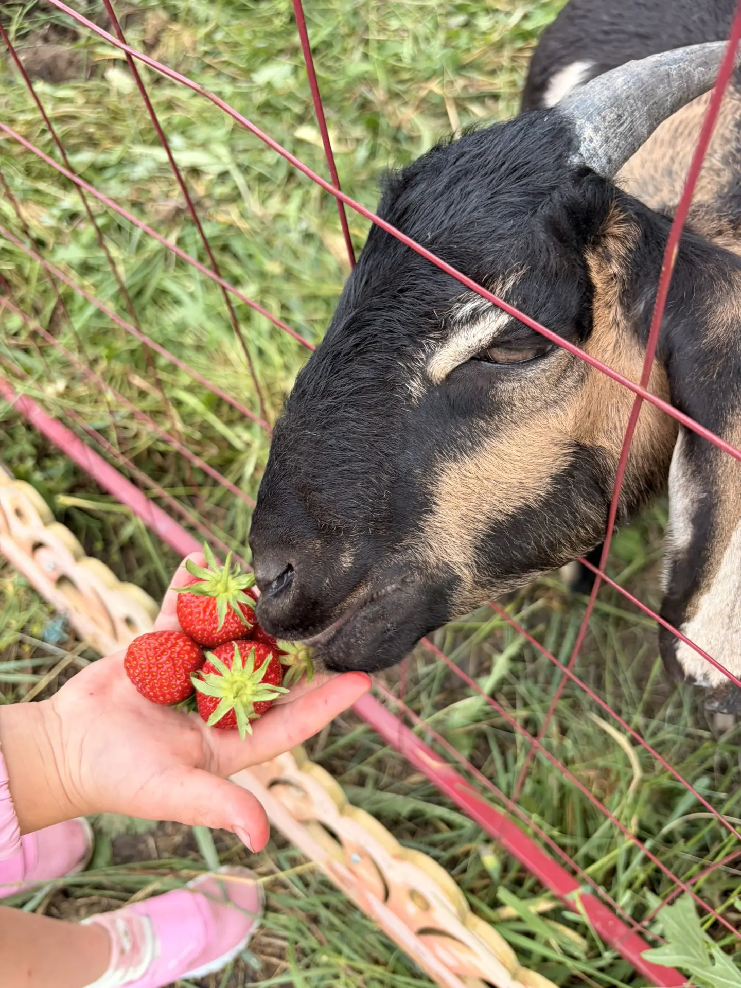 🍓 ‼️Завтра сбор‼️🍓

Друзья, завтра планируем сбор ягод, и важно помнить правила бронирования:

	1.