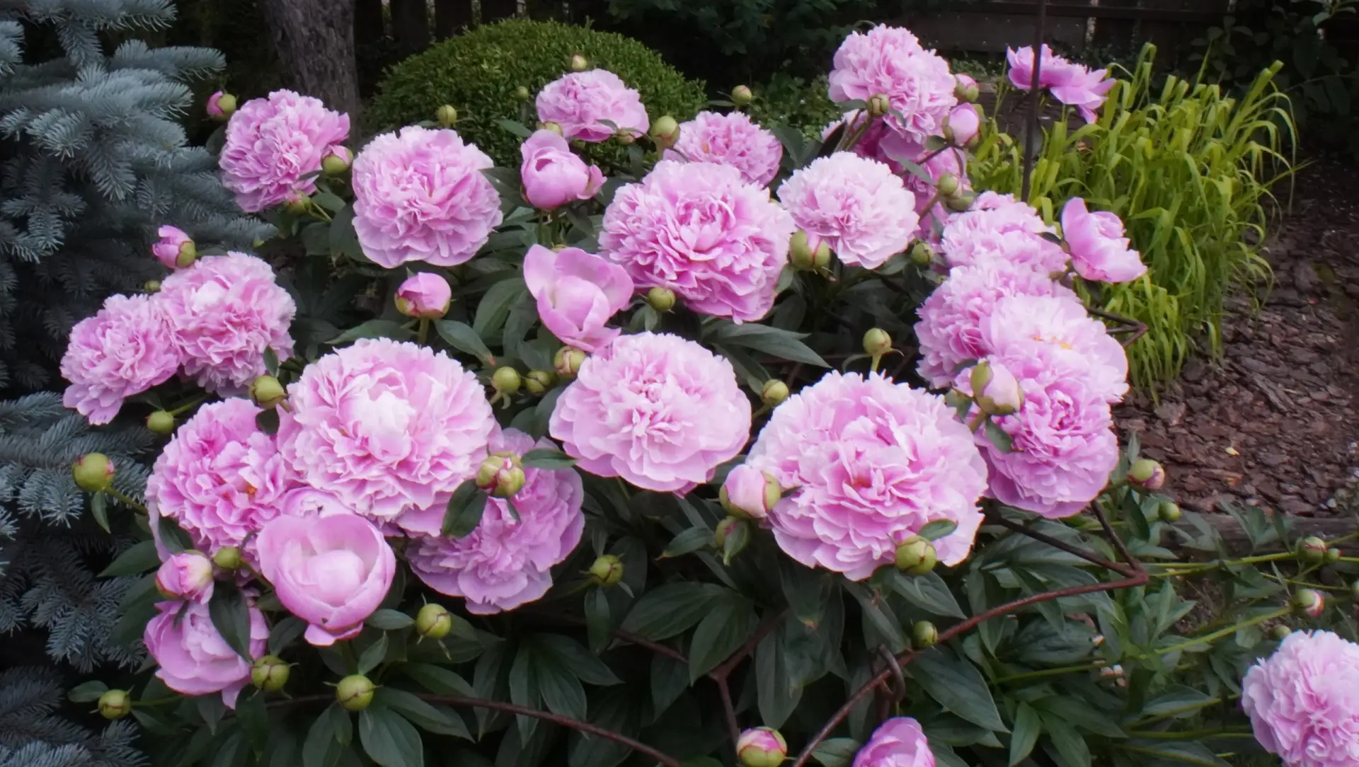 Вечерняя фотосессия моих пионов в опорах от Кью🌸 
У меня их два, оба неизвестных, старых, очень аро
