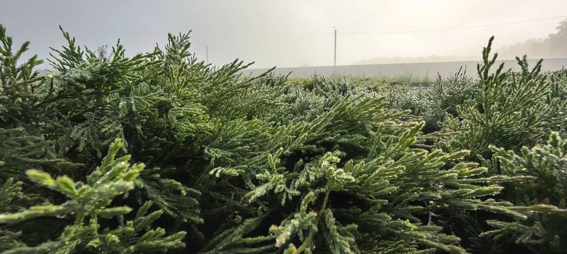 Наше туманное утро в питомнике 🌱