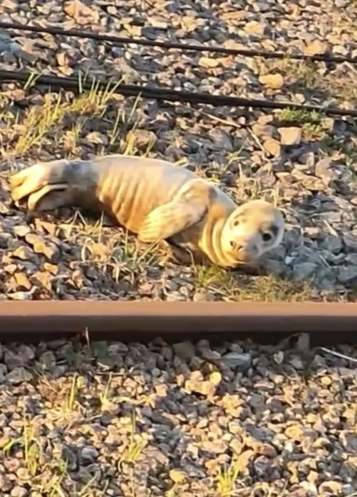Мы выпустили в море серого тюлененка Марину Владимировну. Найден Марина Владимировна был пограничник