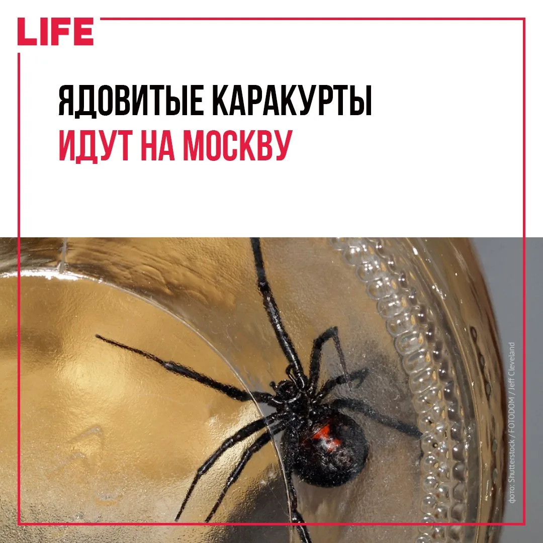 «Черных вдов» начали встречать в столичном регионе: они попадают сюда с овощами и фруктами с юга или