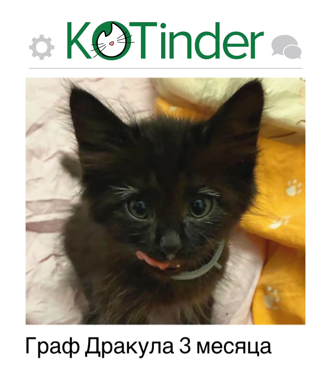#пост 6411
Город:  Москва и МО
Дата: 19.06.2026
Статус: поиск дома 

Котёнок ищет дом! Возраст - мен