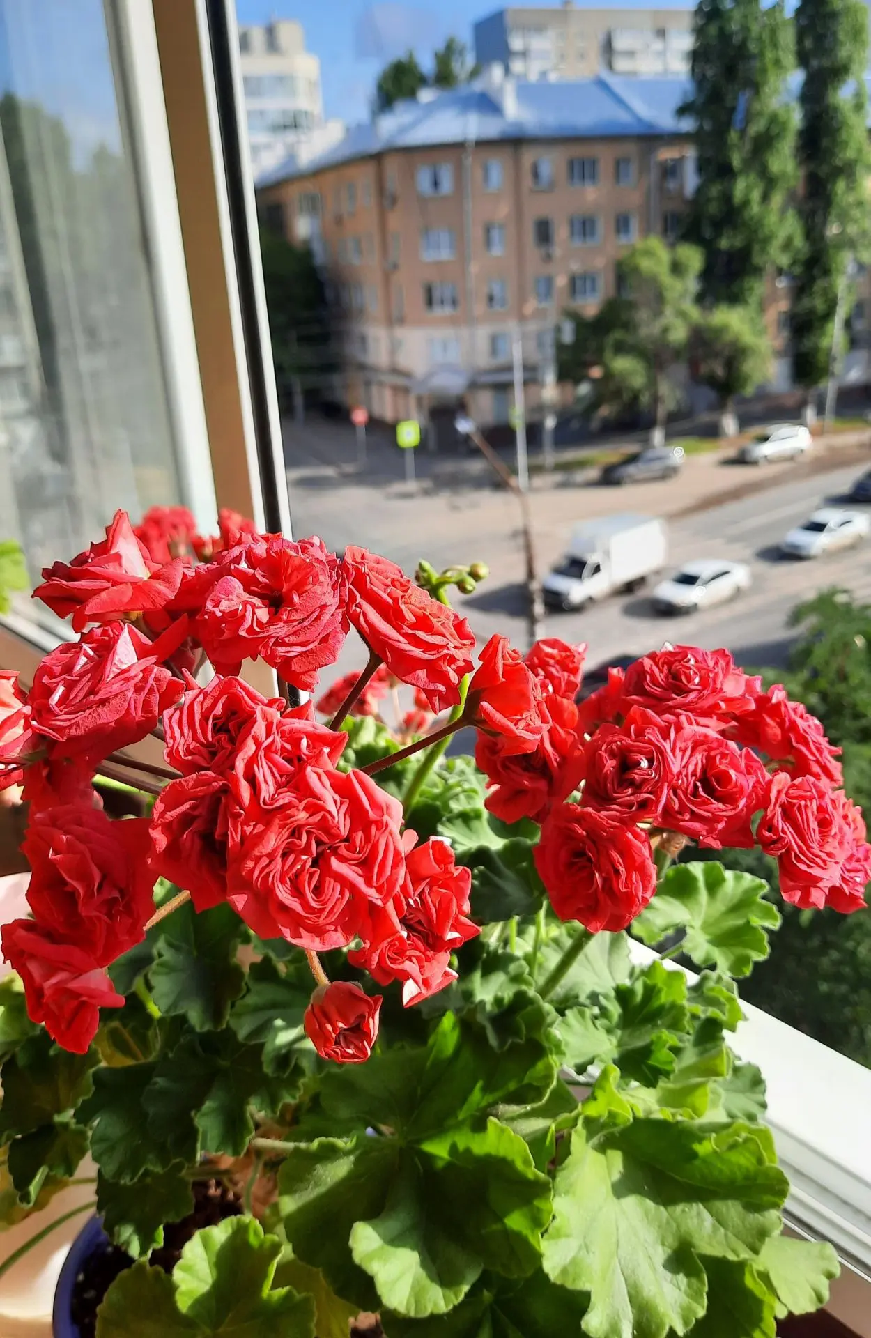Пеларгония ЮГ РЕД ВЕЛЮР Молодые цветущие кустики - 600 руб Саратов 89869953418
