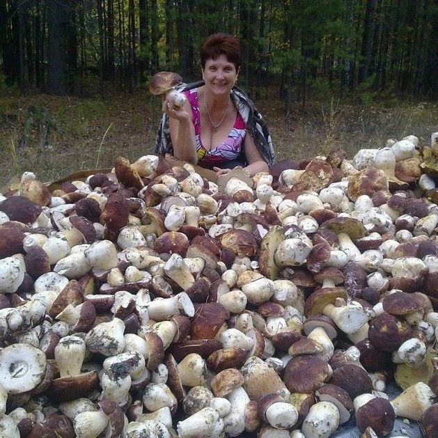 Вот такие белые грибы растут в Сургуте! 🙀