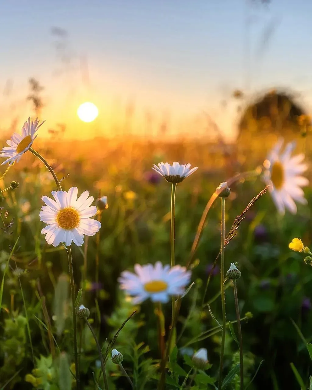 Приветствую вас, дорогие друзья!🦋🌱✨️ Надеюсь, вы не забыли о том, что сегодня вечером мы с вами вс