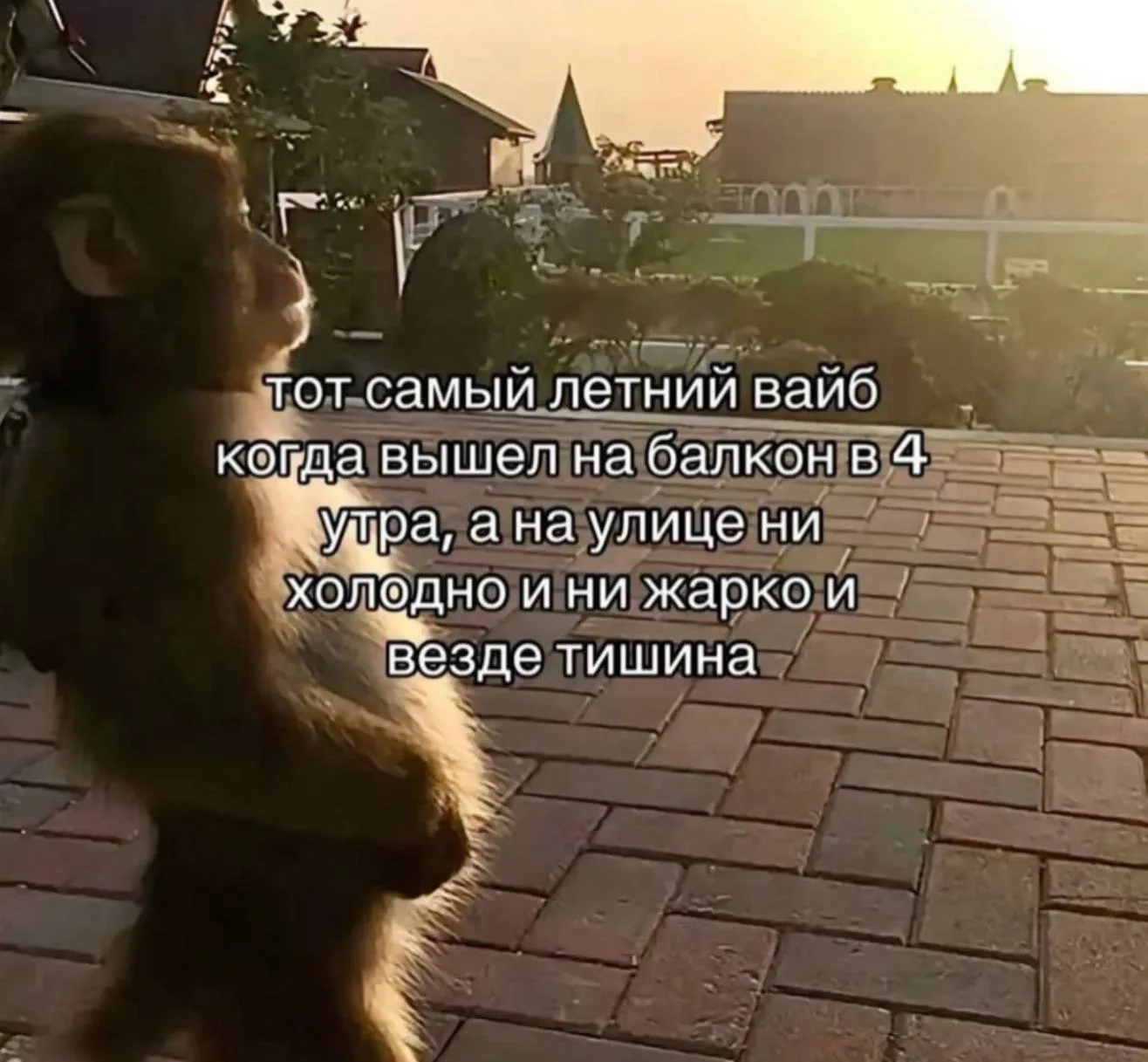 @memachh