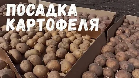 👨‍🌾Картофель требует немало ухода, если же делянка большая — то значительных затрат сил и времени.
