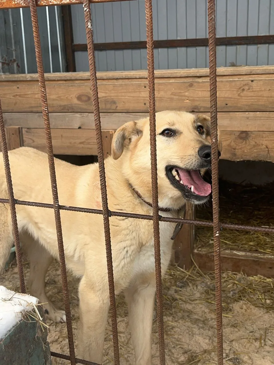 На улице они не выживут. Хася и Глаша просят о помощи 🐕‍🦺

Мы забрали их с улицы, вылечили, отогре
