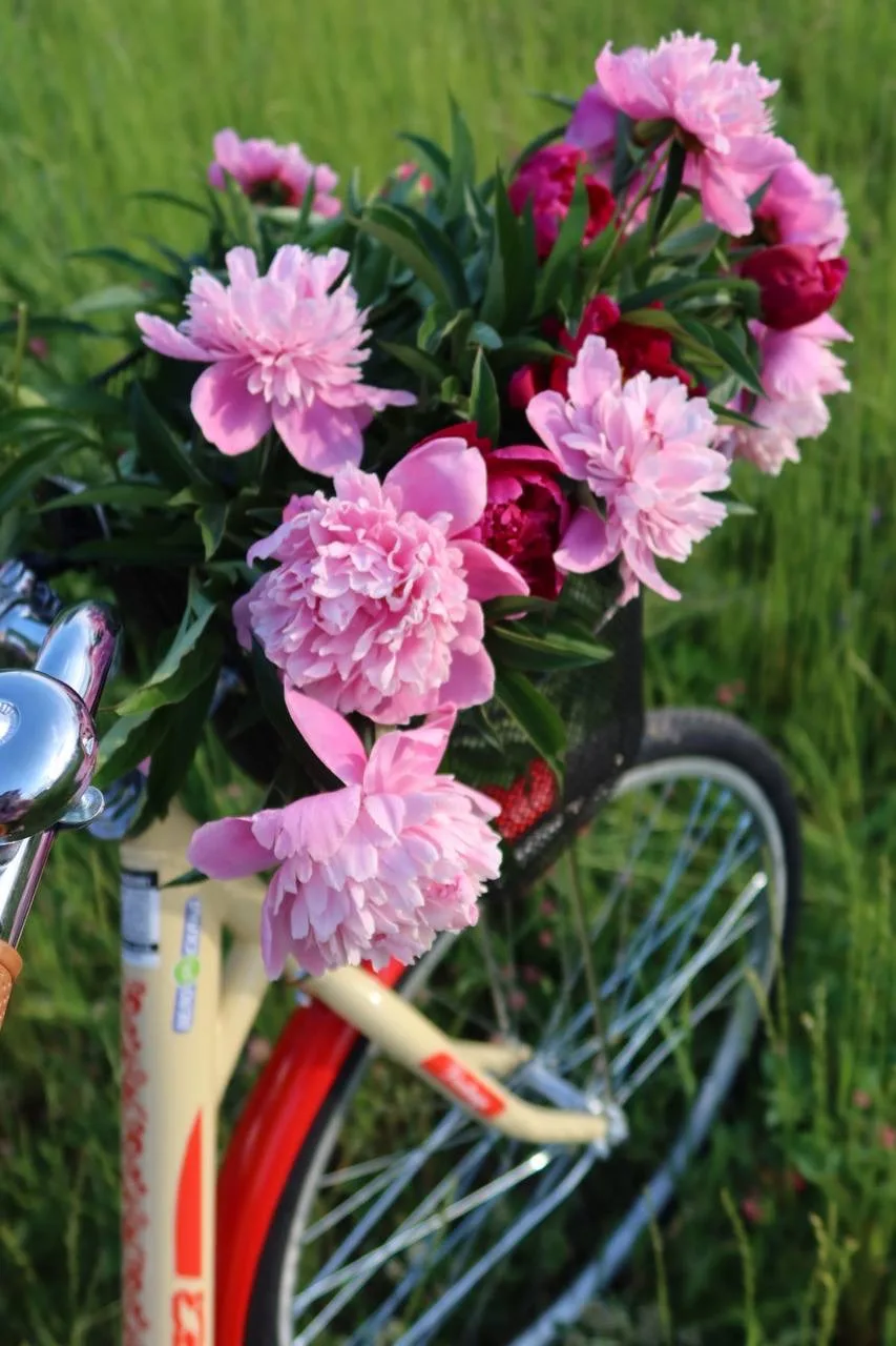Дачные зарисовки 🌸🐎