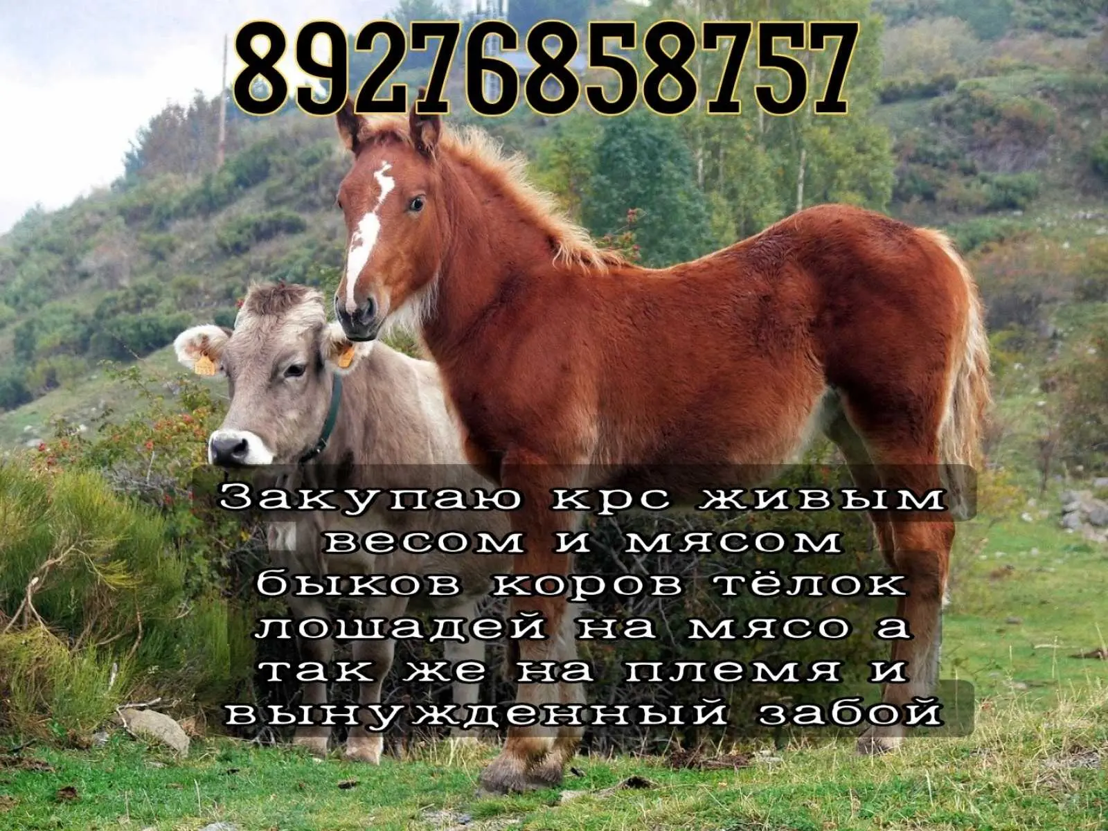 89276858757