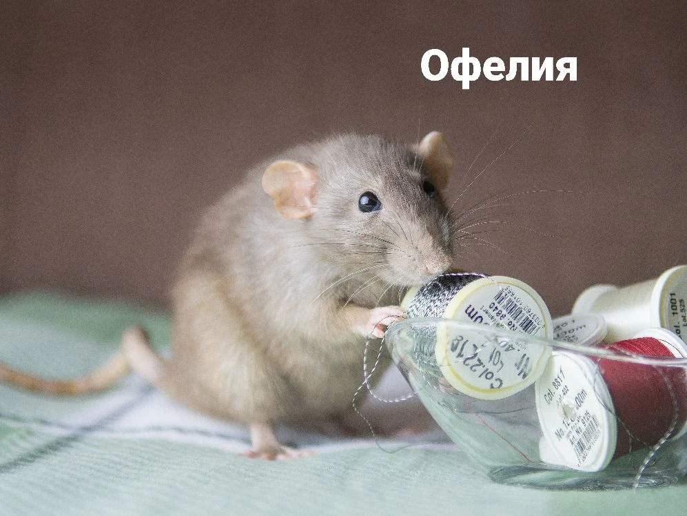 Дамы

#ПерламутровыеПуговички