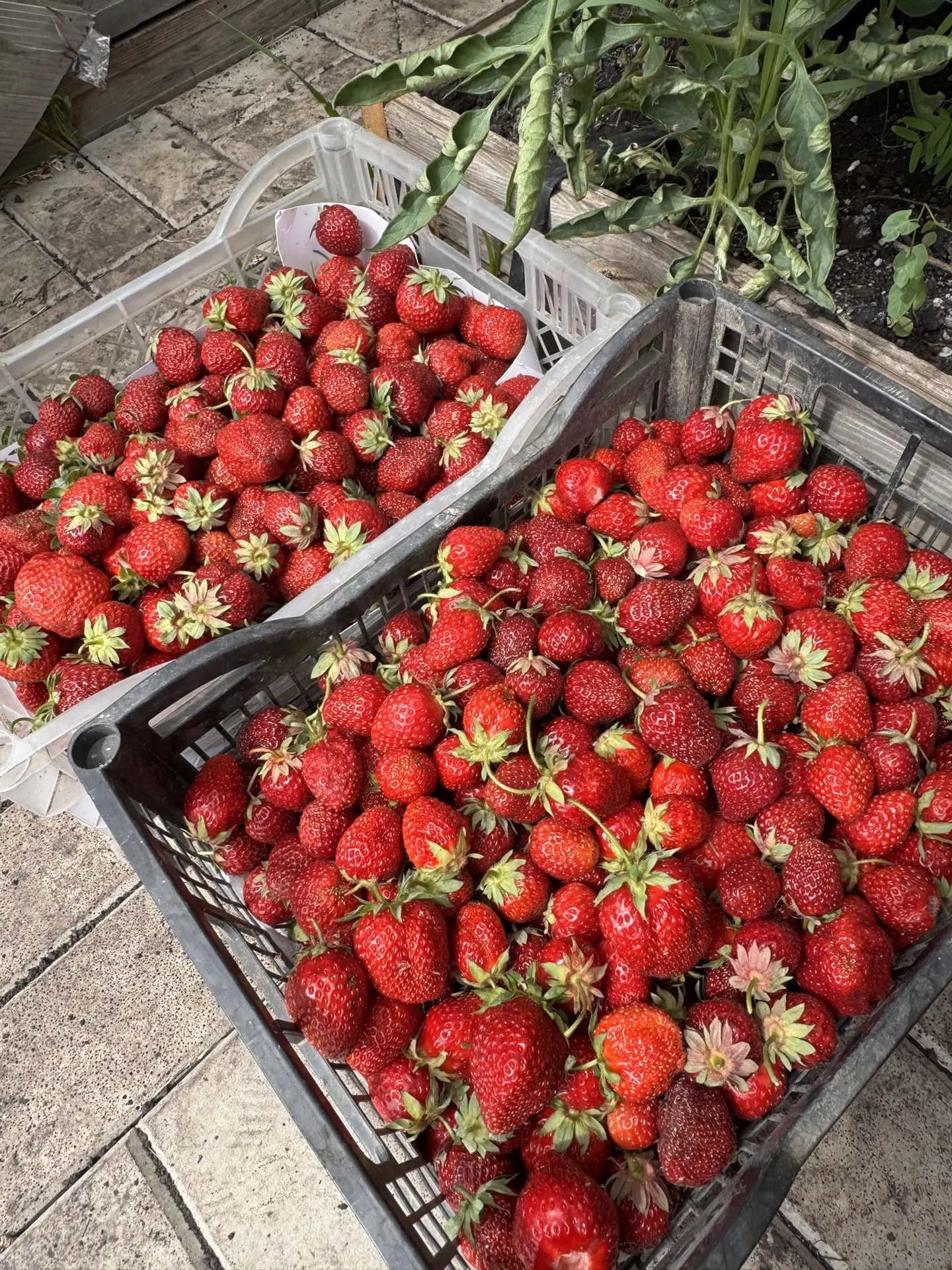Продам клубнику. Пишите в личку