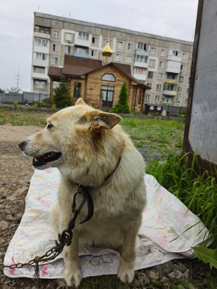 С легким паром! Неравнодушные люди искупали Стеллу.