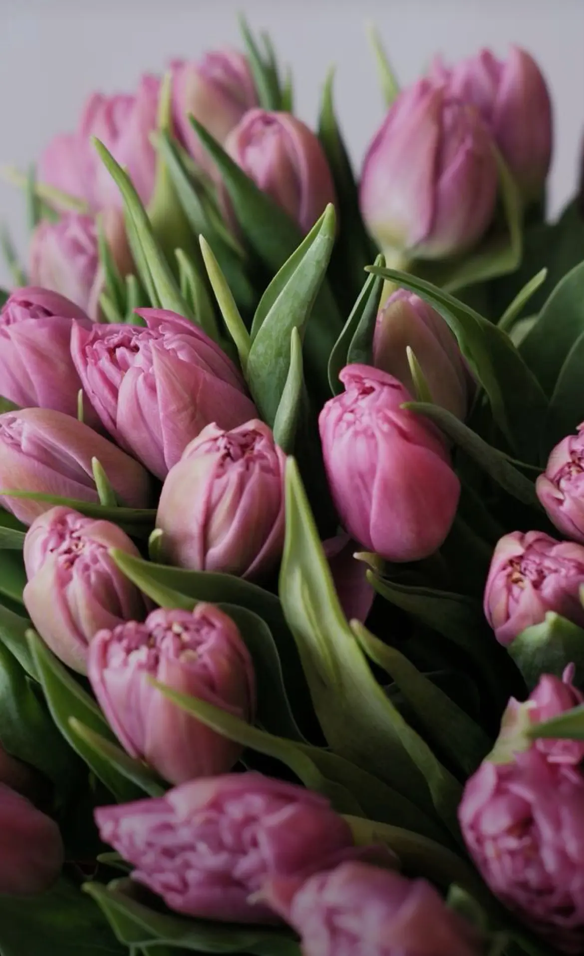 Дорогие и прекрасные девушки, поздравляем Вас с праздником🌷

Желаем быть счастливыми и любимыми ❣️