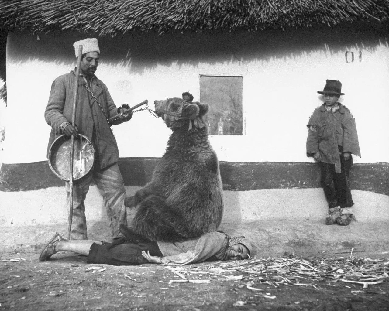 Лечение спины медведем. Румыния, 1946