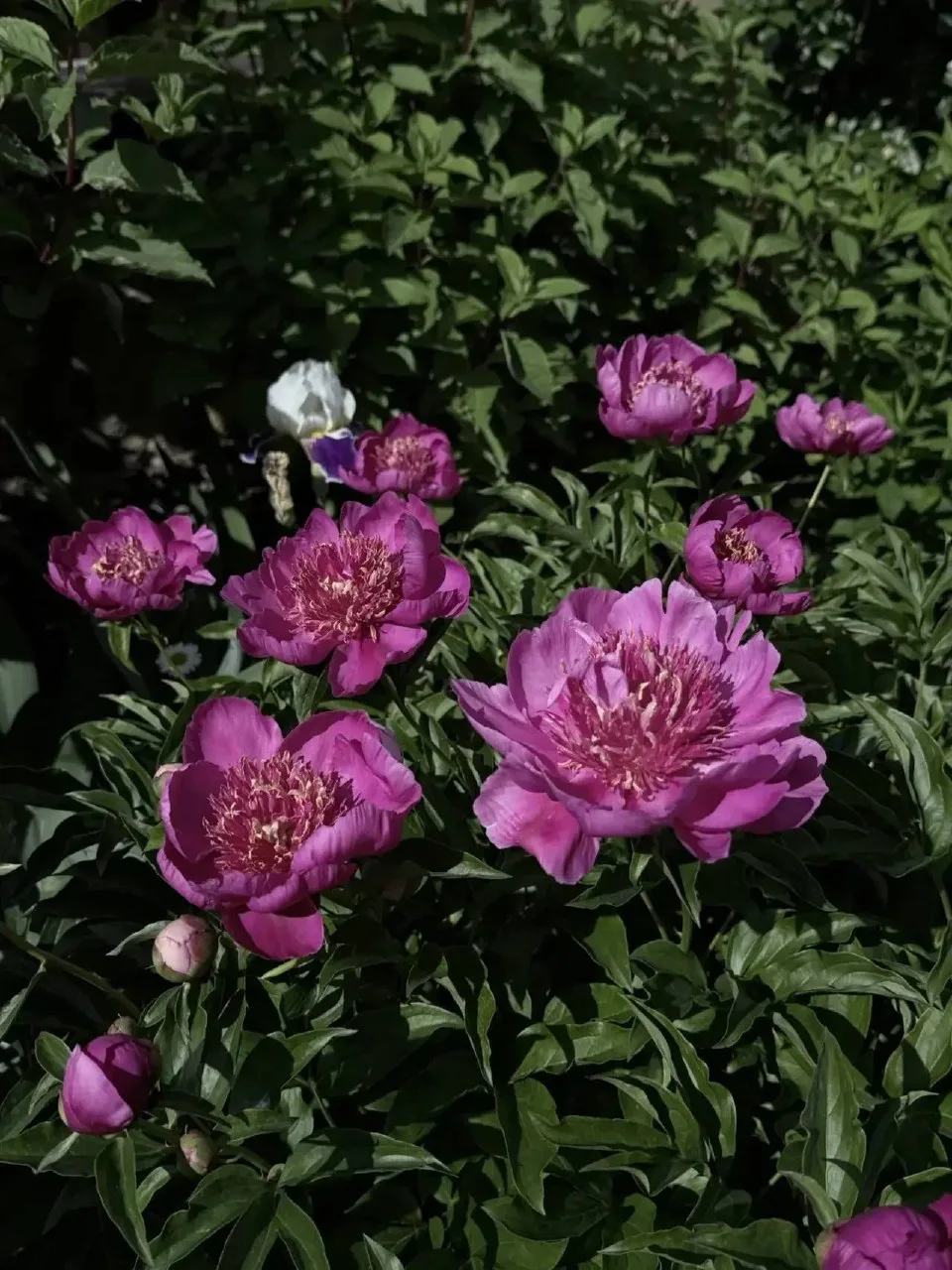 Цветочные дни продолжаются 🌺

Утопаем в этой красоте. Июньское благоухание не описать словами, наст
