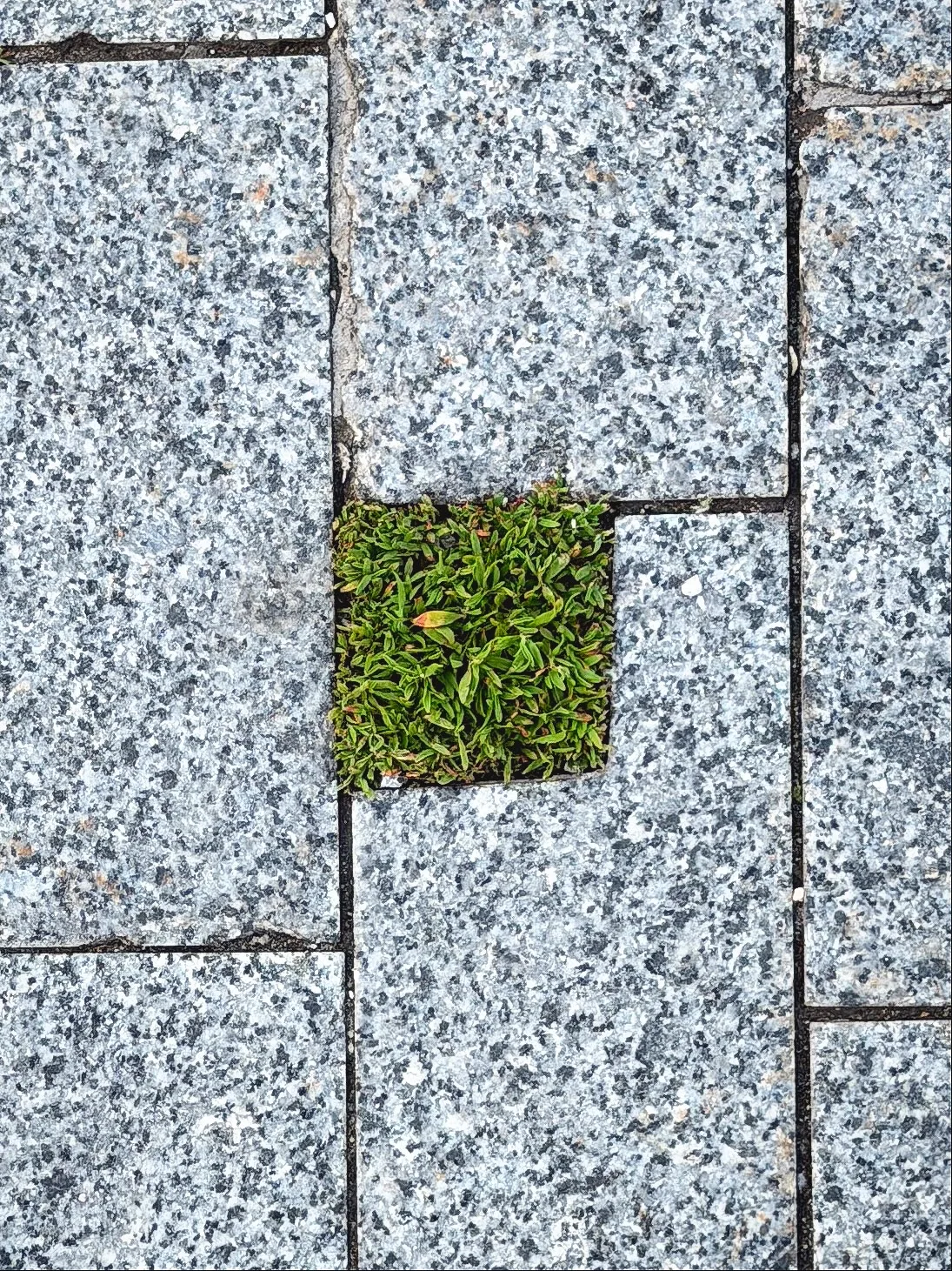 🌿 Самый маленький парк Москвы

«Битый пиксель» в Московской плитке обнаружен около метро Петровский