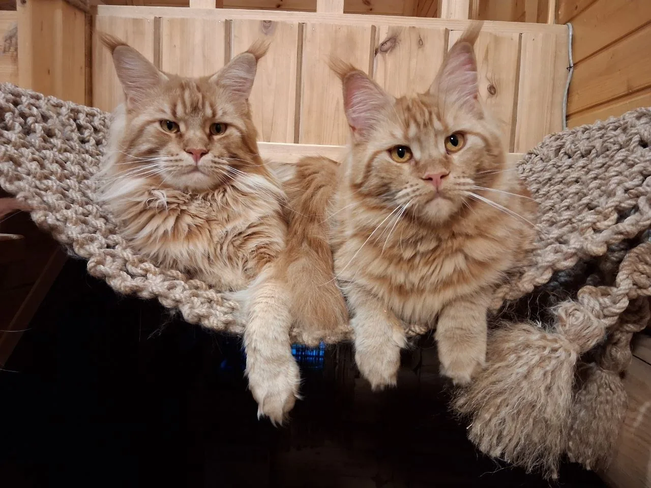 🐾 3 главные ошибки в воспитании котёнка до года
Всем доброго времени суток ✋ 

Сегодня говорим о то