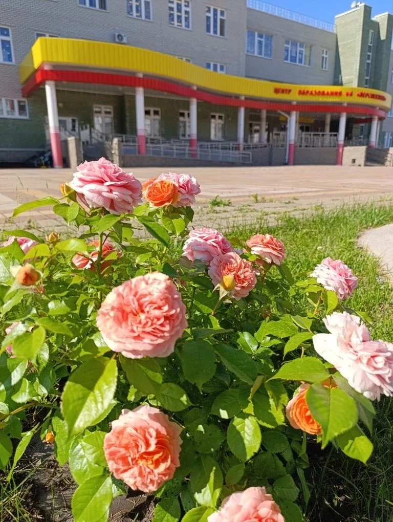 Лето в самом разгаре! ☀ 
А у нас в школьном дворе настоящая цветочная сказка. Розы распустились во в