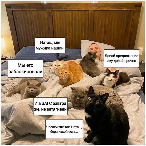 😃Когда коты решают все за тебя)))