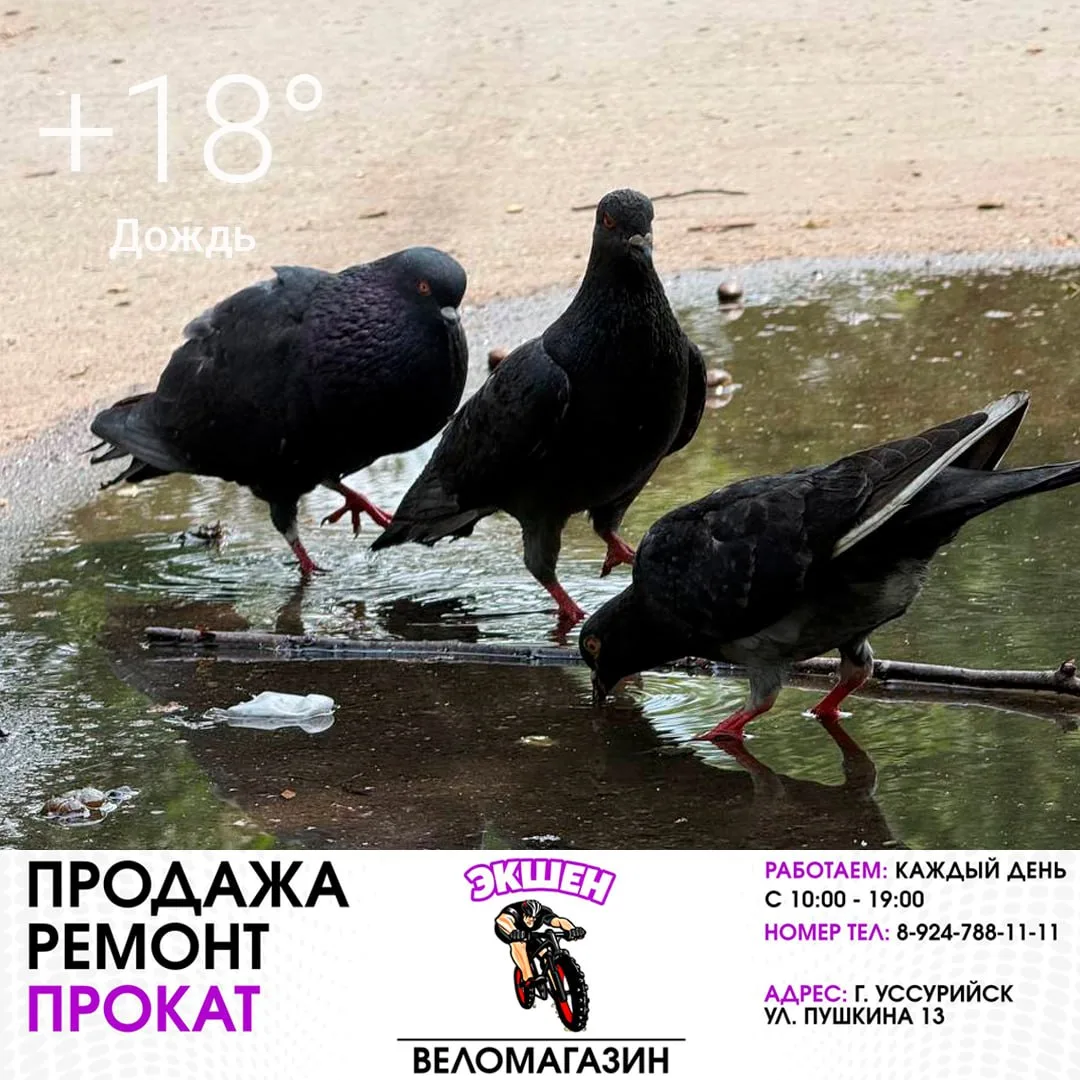 🌧 16 июня
Утром +14°, днём +18°
Дождь
Давление 758 мм рт. ст.
Влажность 90%
Ветер слабый, до 5 м/с
