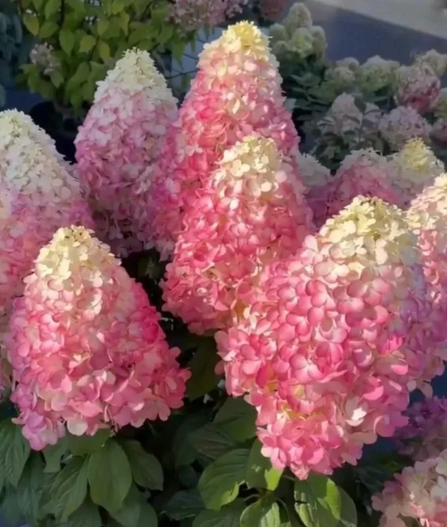 🏵Гортензия метельчатая Сандей Фрайз (Sundae Fraise).
Высота - 1,2м.
Морозостойкость до -35.
📍Побег