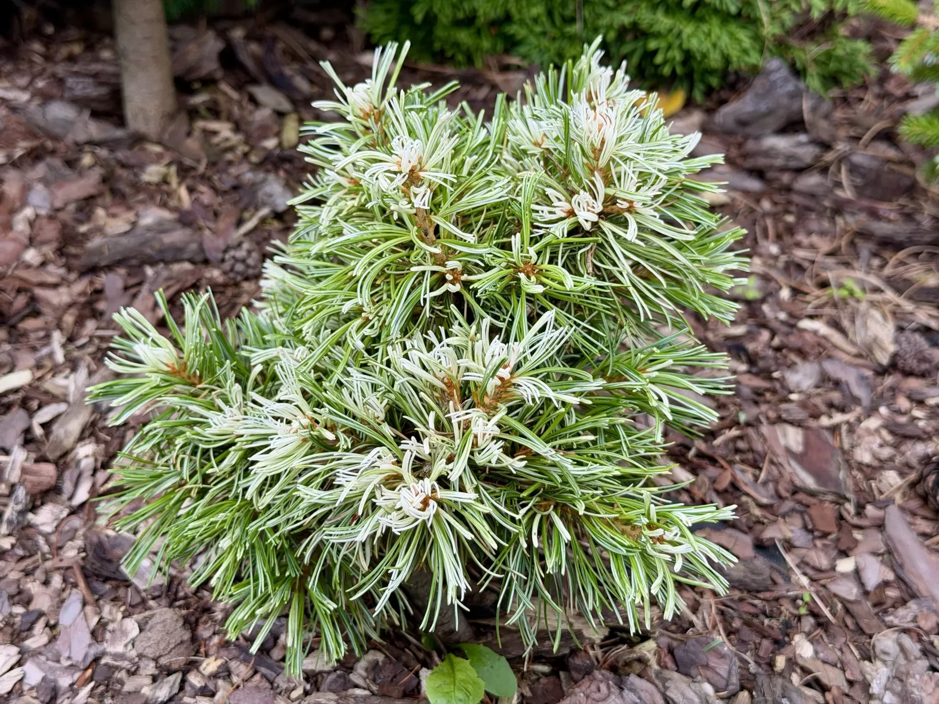 Pinus parviflora 'Hani'
Сосна мелкоцветковая

Пермский край, Чайковский
Возраст: 8 лет
Русинов Сад
#