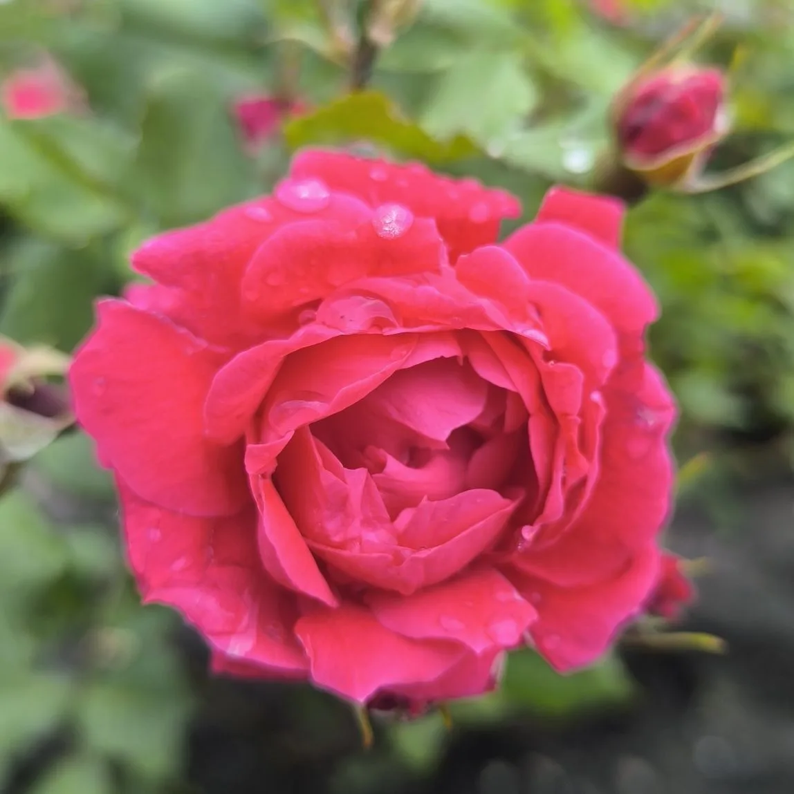 Восхитительная красота под окнами музыкального зала на территории детского сада. Делюсь с вами 😍❤