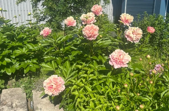 🌸 Самый-самый пион в моем саду — Трифена Паркин

Не могу не поделиться впечатлениями о пионе «Трифе