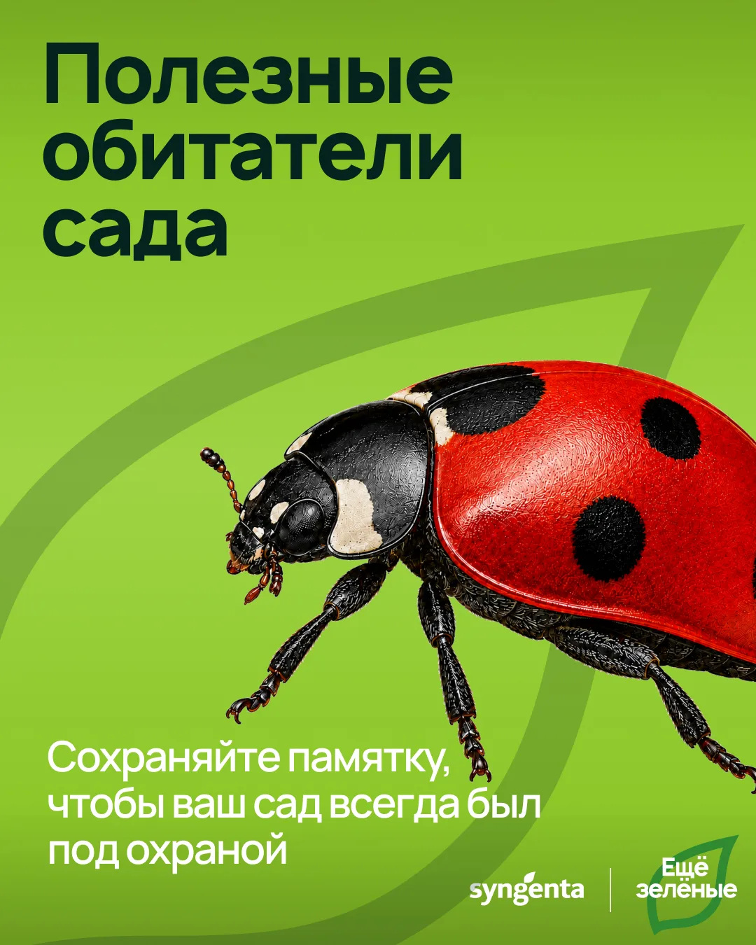 Не все, кто ползает, летает или прячется среди листьев, вредят растениям🌿

Многие обитатели участка