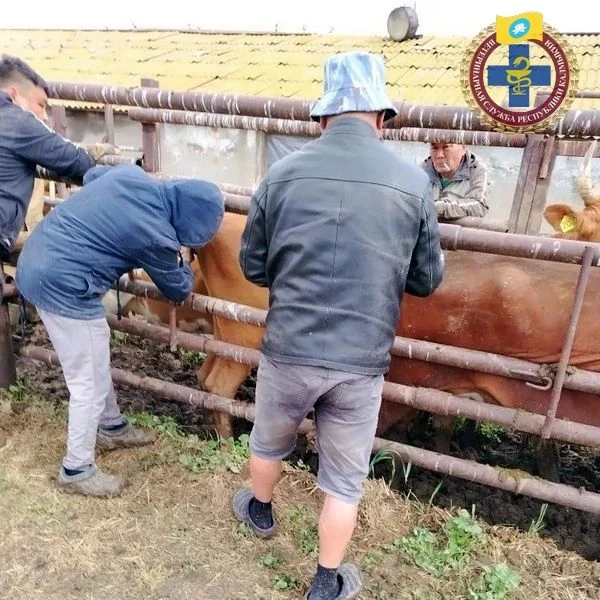 Будни ветеринарных врачей
Ветеринарными специалистами Целинной районной ветстанции на днях проведены