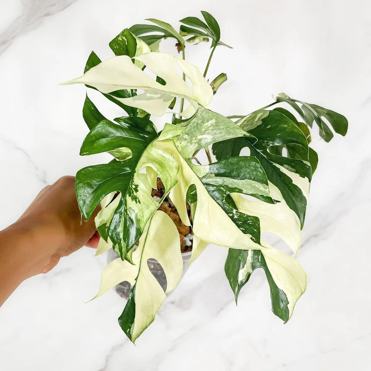 ☑ Сложности и требования
💚 Rhaphidophora Tetrasperma Variegata // Рафидофора тетрасперма пестролист