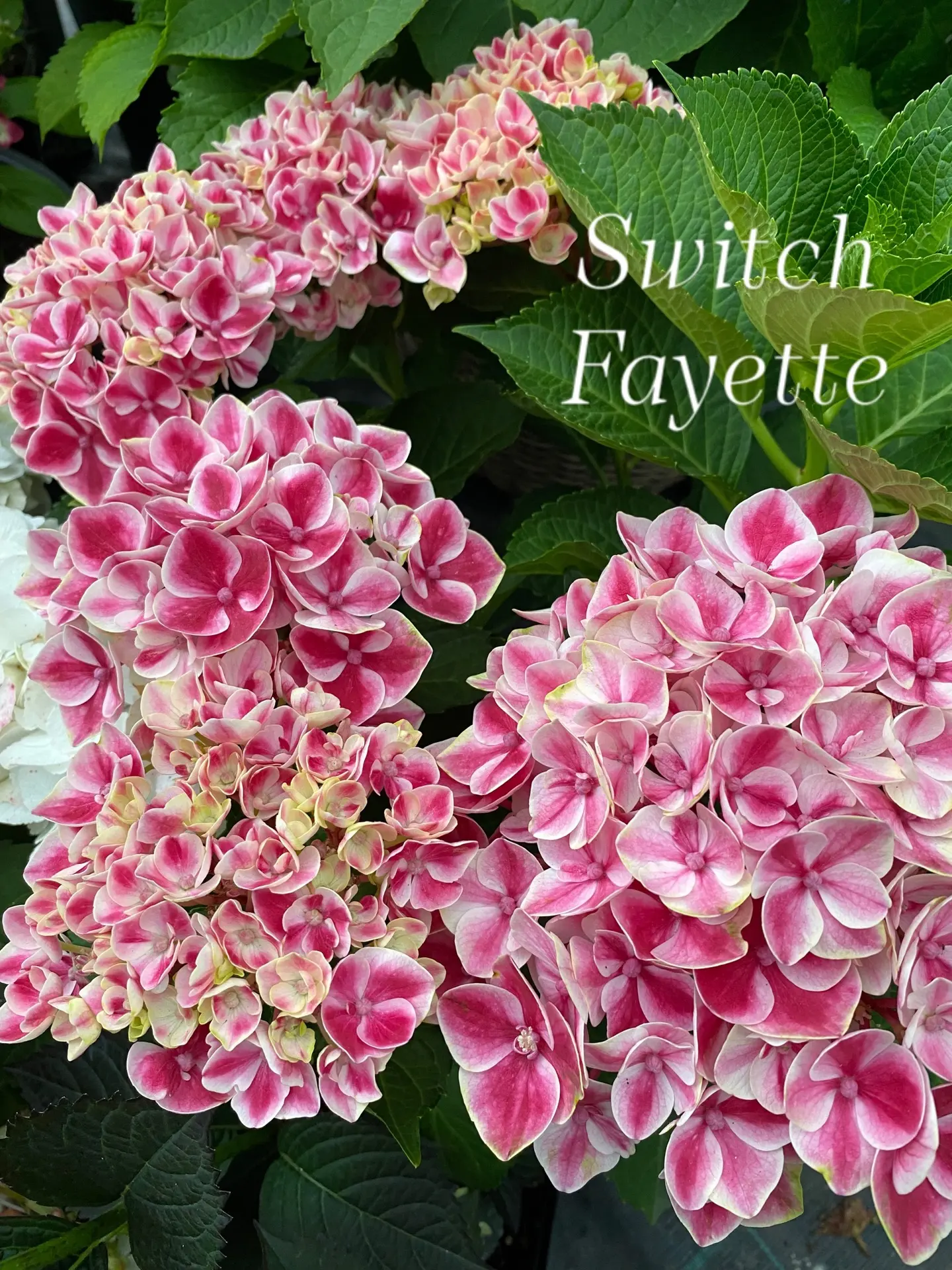🌸Switch Fayette 🌸
гортензия крупнолистная 

Новинка в коллекции. На фото и видео ее первое цветени