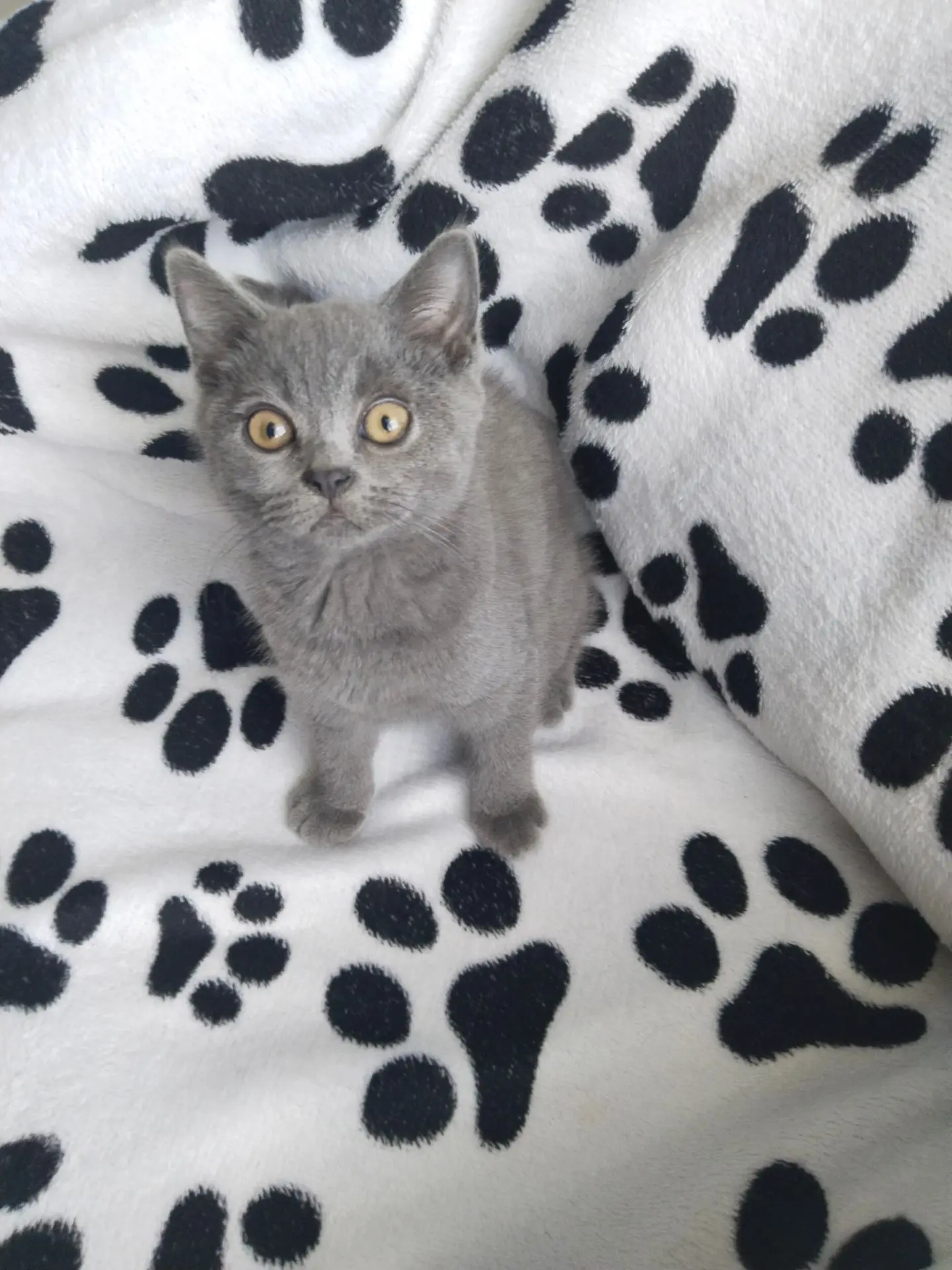Продам шотландских котят 2000 т
