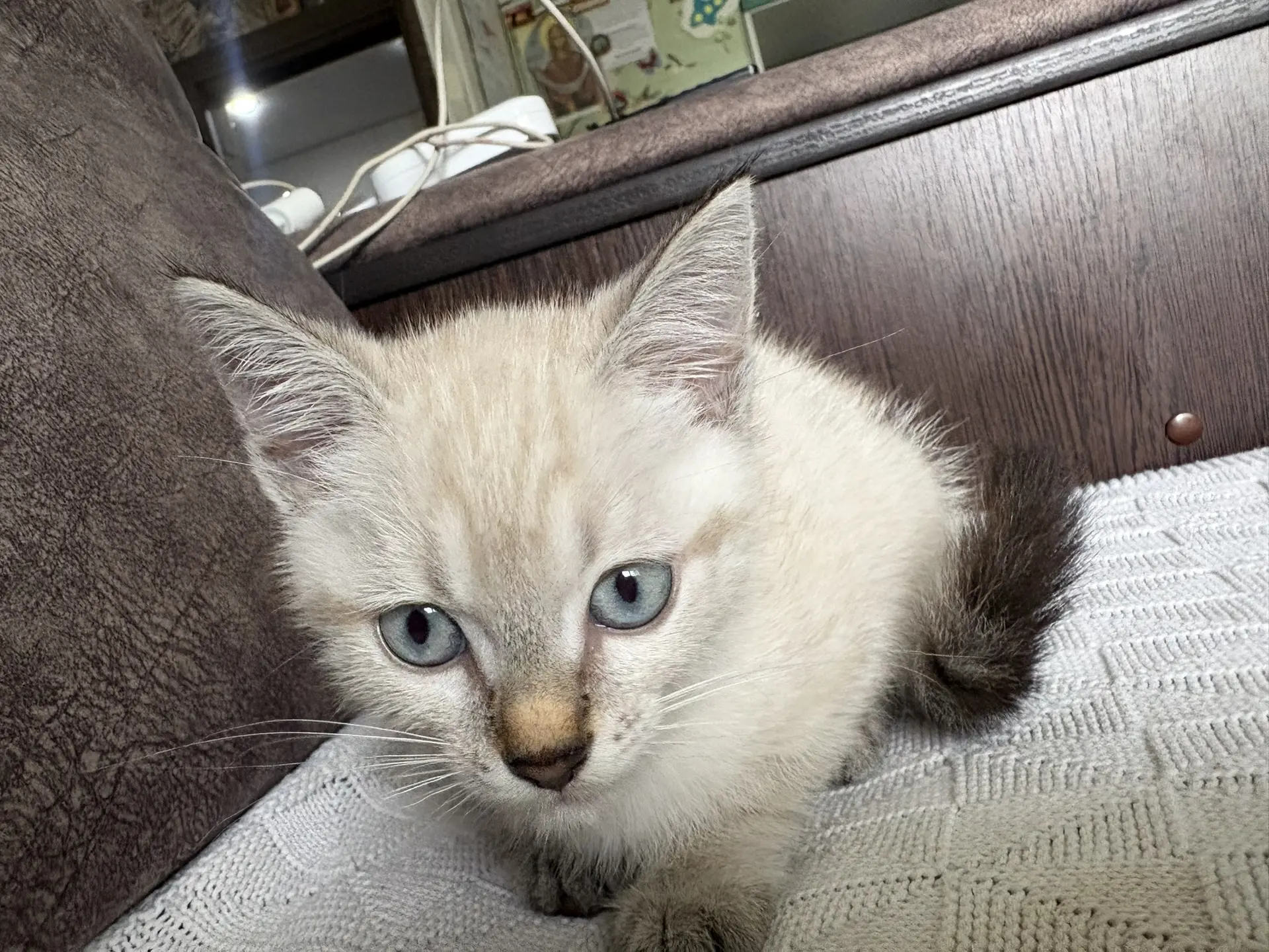 Отдадим котенка в добрые руки, мальчик 2 мес. К лотку приучен, кушает все. Зовут Сема

Автор: Алекса