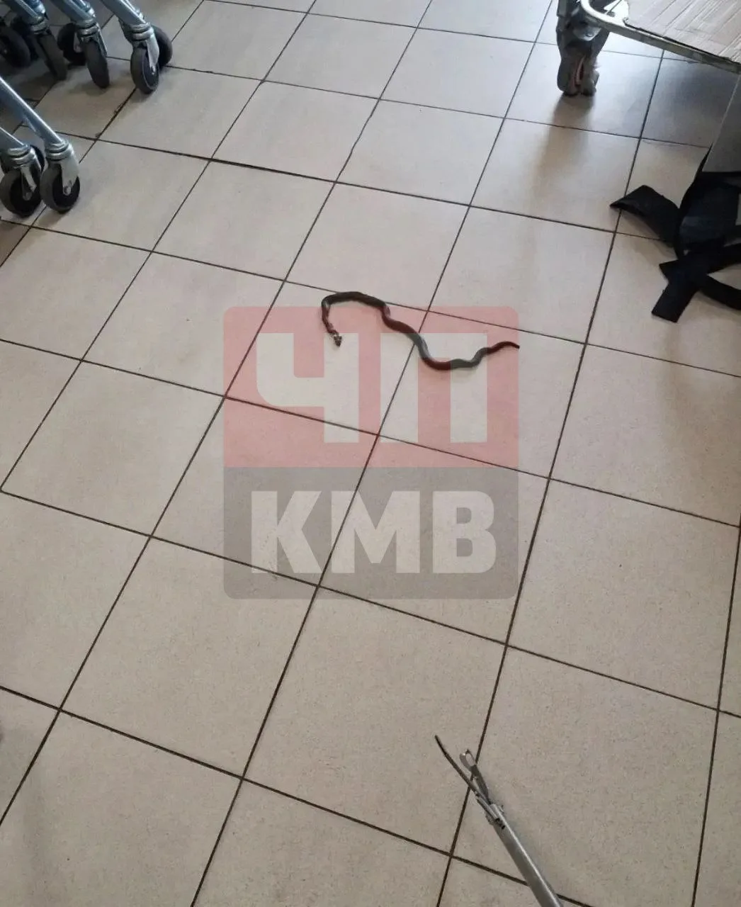 → Заползла не в ту дверь: в магазине Красногвардейского округа нашли змею на складе.

Змею обнаружил