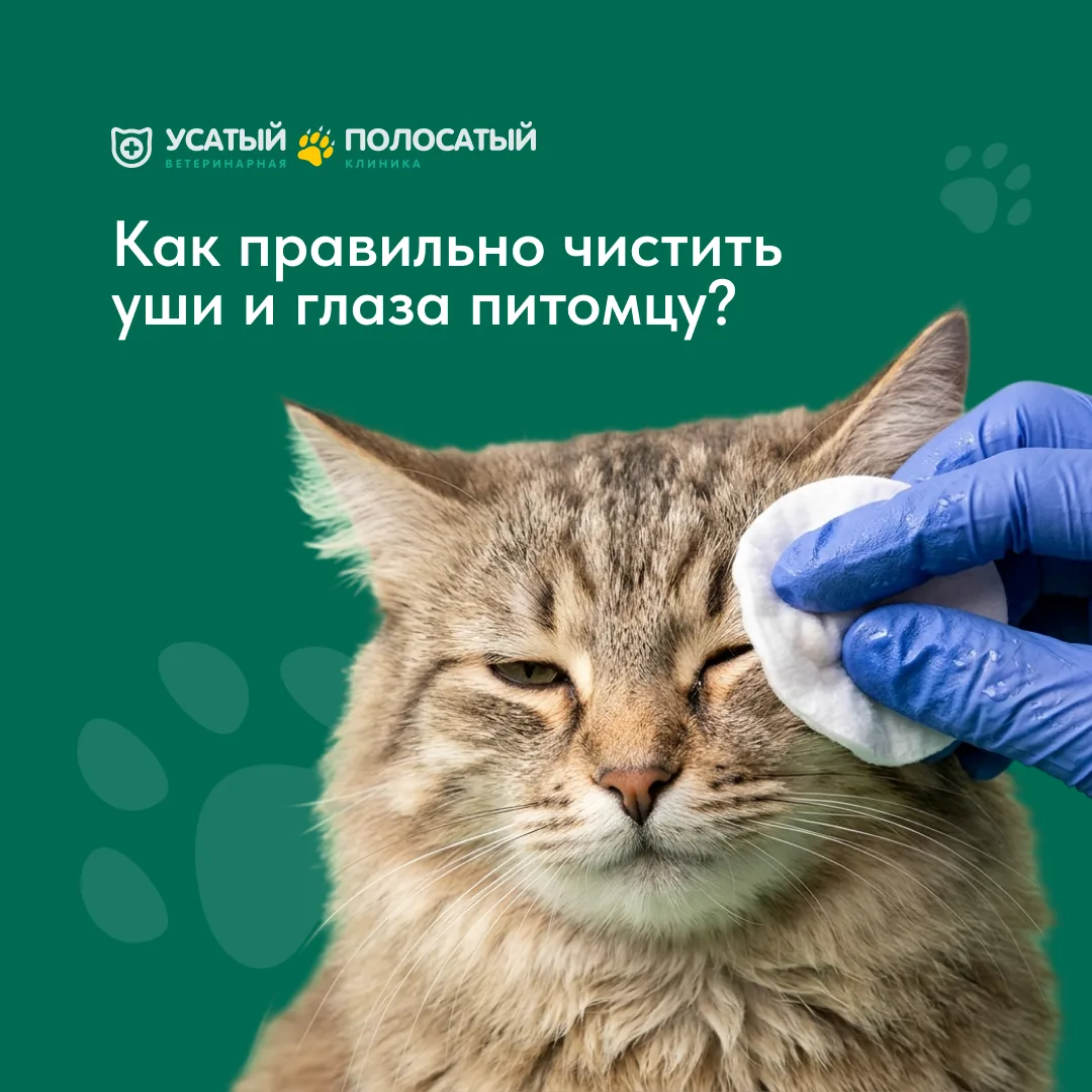 Гигиена питомца дома: как не навредить? Сохраняйте безопасную инструкцию! 👇

👁 Глаза. 
Используйте
