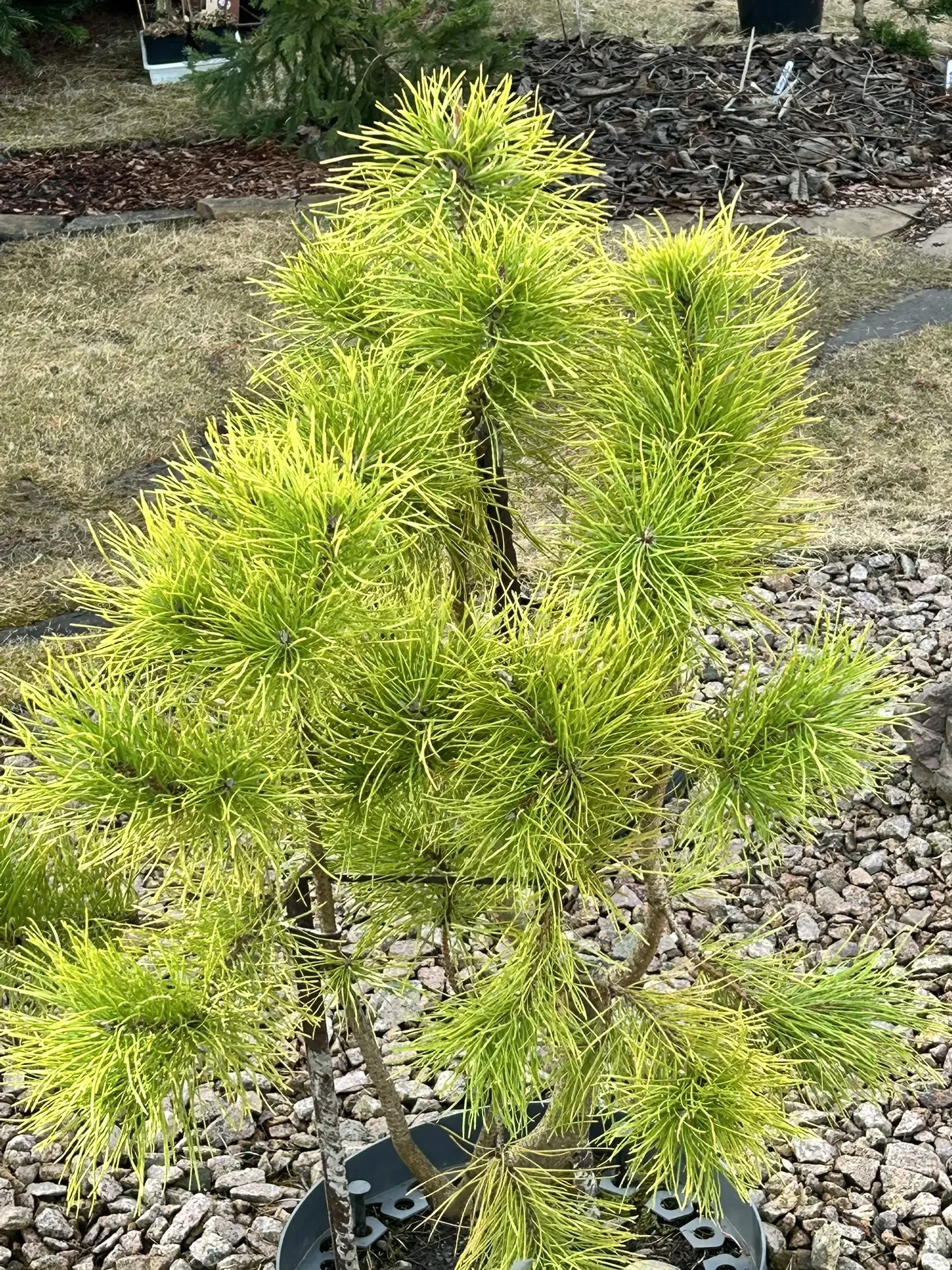 Pinus contorta 'Chief Joseph'
Сосна скрученная

Красноярск
Возраст: 6 лет
Размер: ~1.5 метра
Сад Вал