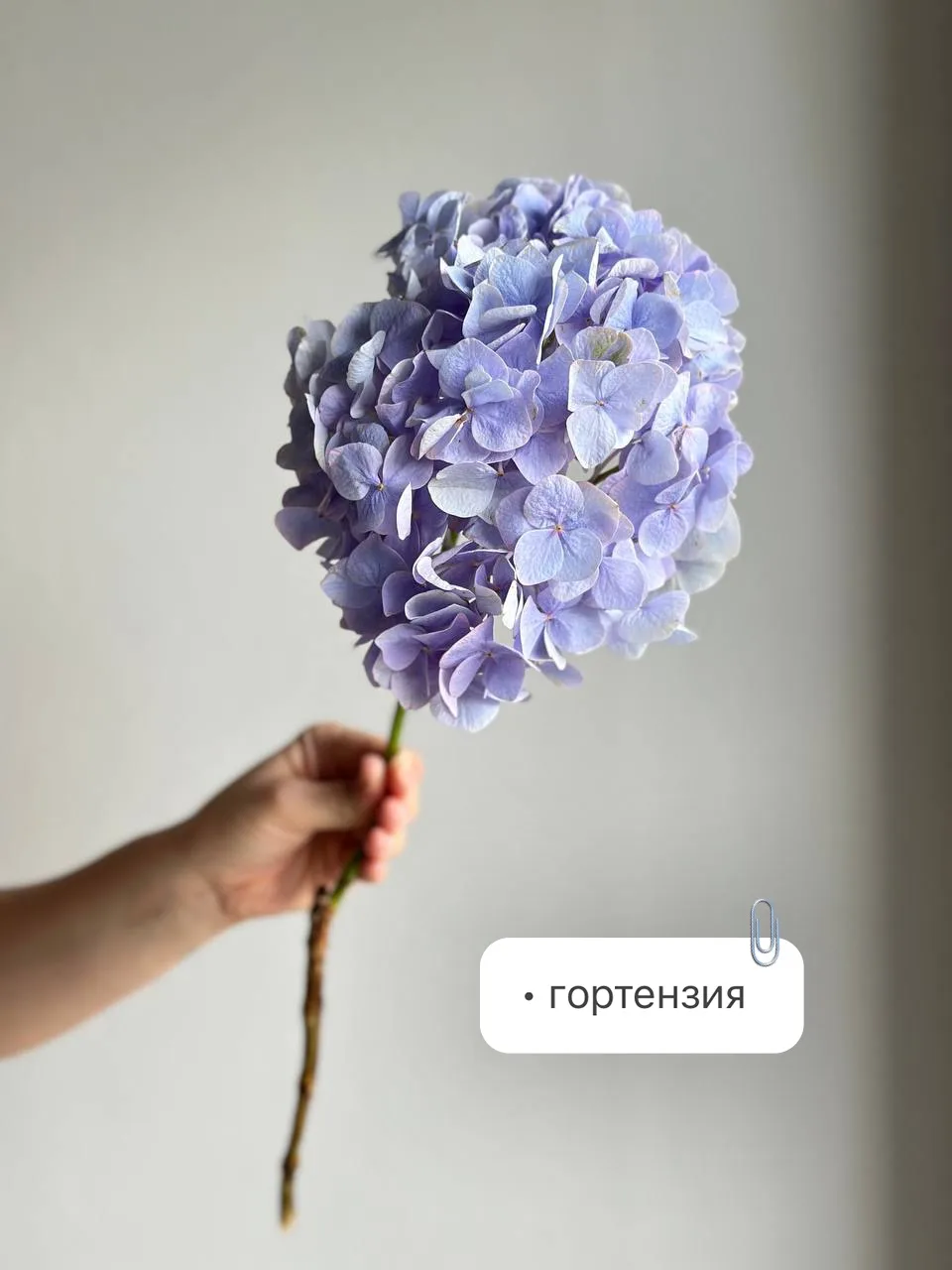 Как рождается экзотика 💐

Гортензия, эустома, дельфиниум, ромашка — наши любимчики июня.
Но иногда 