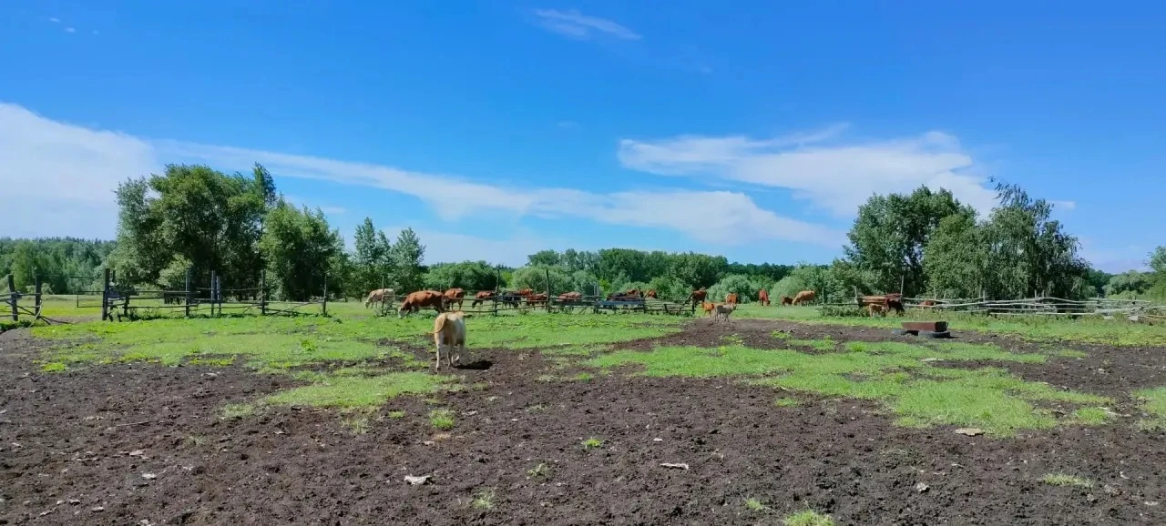 🐄 Ветеринарные специалисты Жалнин Н. К., Зайцев А. Г., Остросаблин И. А. и Аношин С. В. осуществили