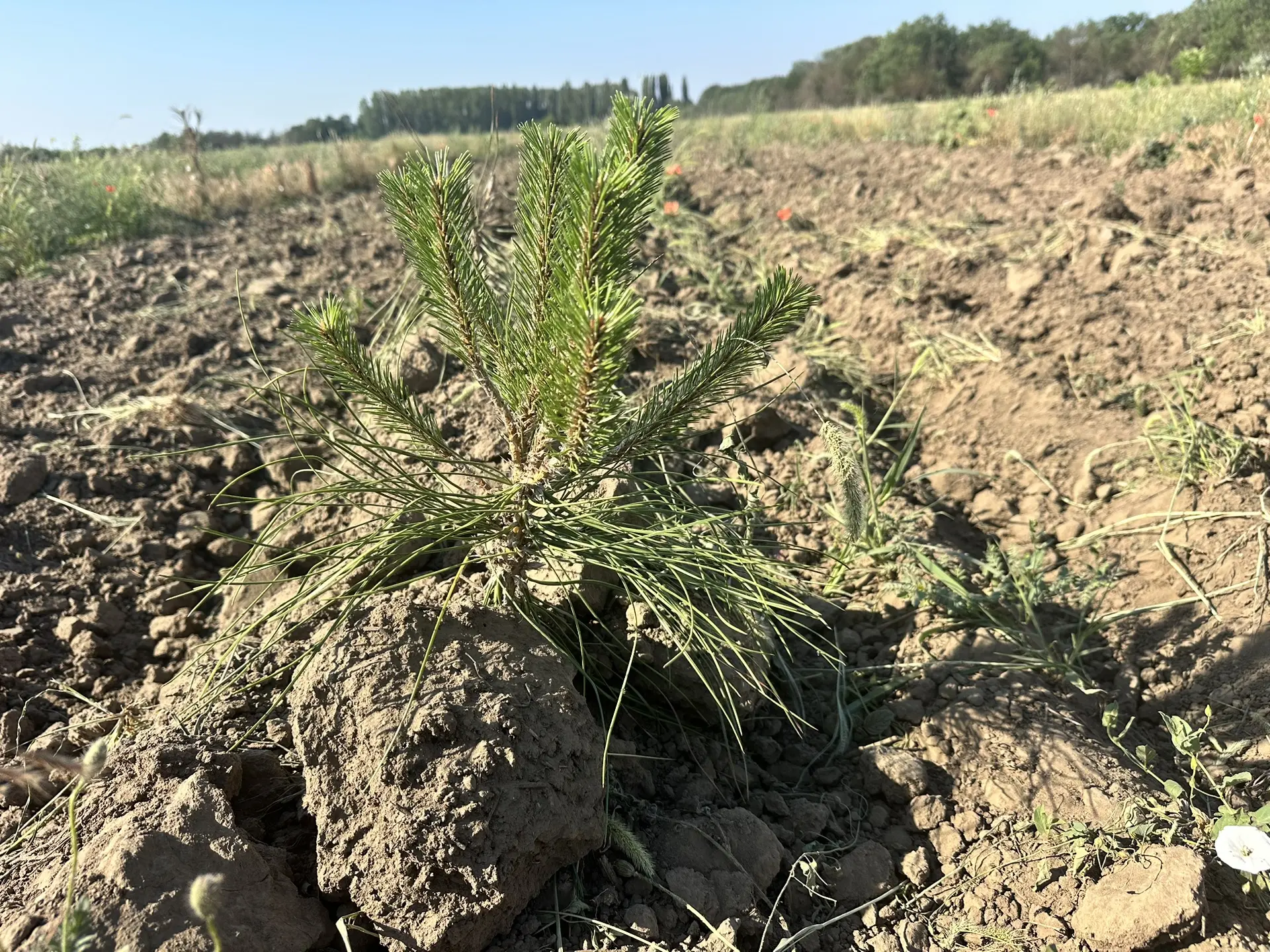 🌲 Забота о будущем леса начинается с первого года!

Специалисты Голопристанского лесхоза проводят а