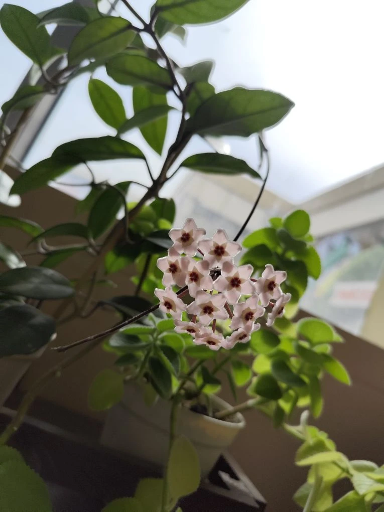 Ну какова красота 🌸