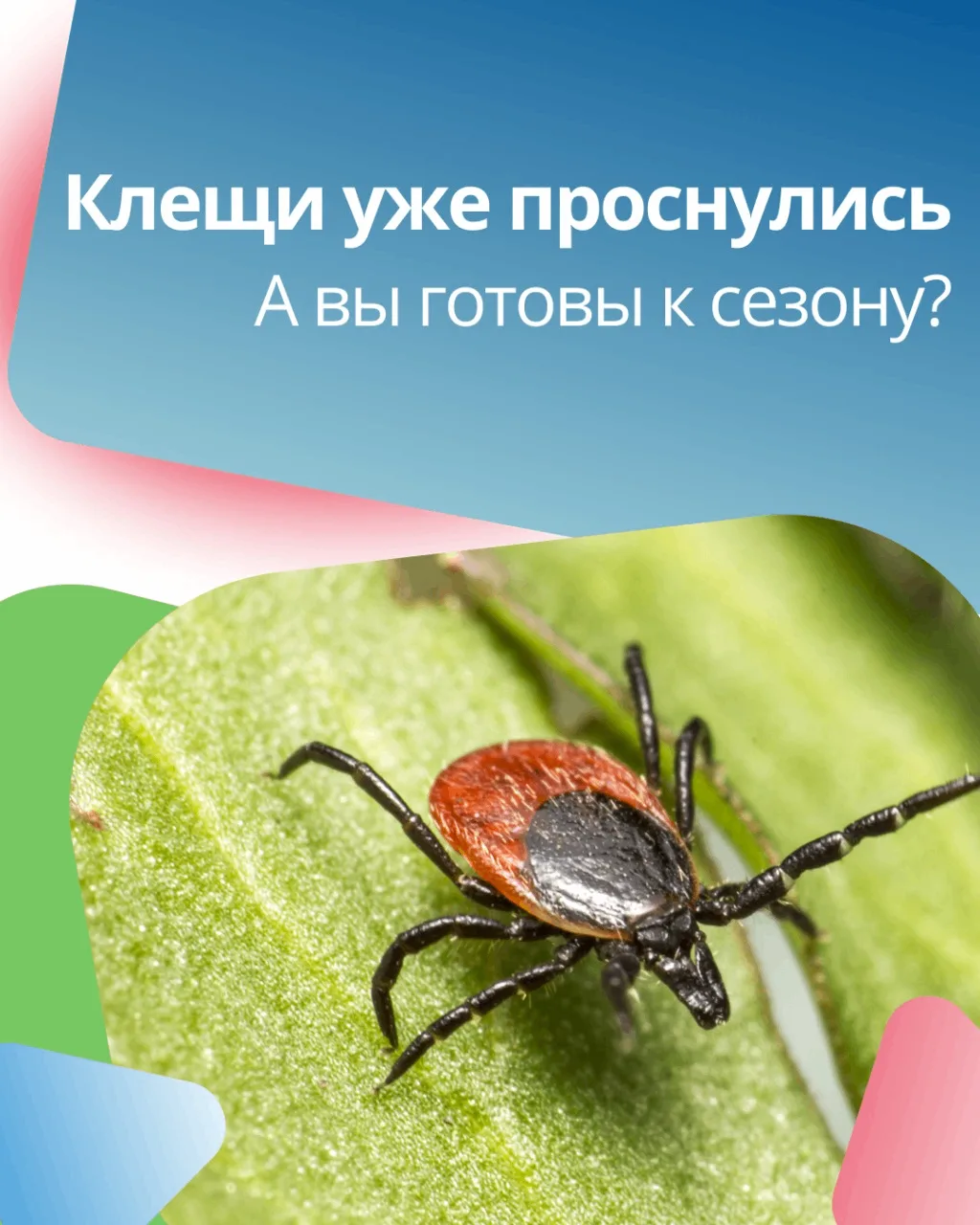 🕷 Клещи уже проснулись. А вы готовы к сезону?

Кажется, что клещи живут только в лесу. Но на самом 