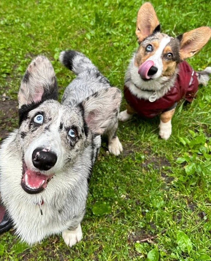 🐕 ИНФОРМАЦИЯ ДЛЯ ВЛАДЕЛЬЦЕВ ЖИВОТНЫХ

В пятницу, 19 июня, будет проводиться вакцинация от бешенства