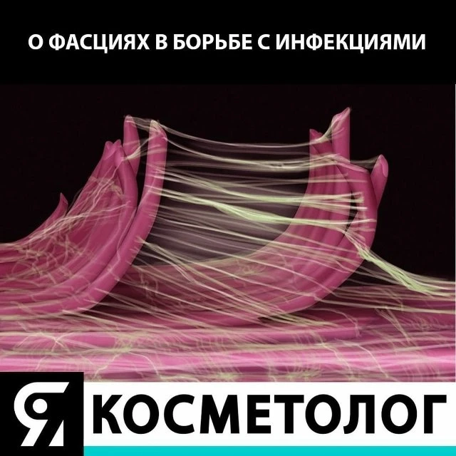 Фасции защищают организм от бактериальной и вирусной агрессии, так ли это? ⬇️
⠀
💁 Фасция состоит из