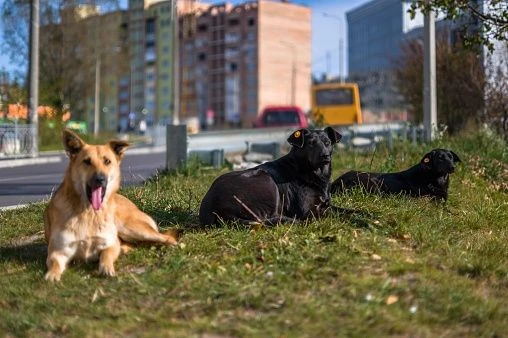 На портале Госуслуг запущен новый сервис
«Сообщение о нахождении животного без владельца»

 С помощь