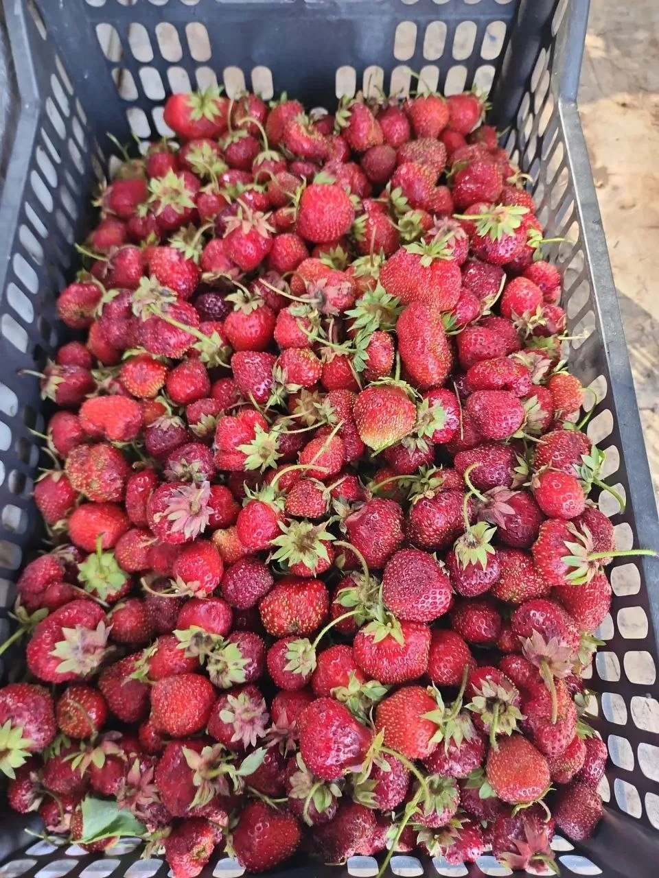 В свободной продаже 10 ящиков Шушенской клубники. 🍓
 
🍓 сорт Ромашка фестивальная.

🍓Ящик 10 л — 